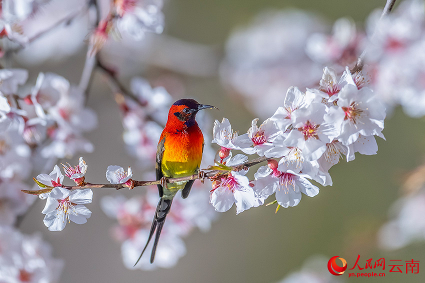 藍(lán)喉太陽(yáng)鳥(niǎo)。楊濤攝