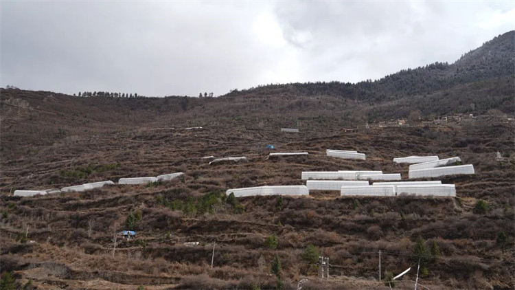 木日窩村藍(lán)莓示范基地。黑水縣融媒體中心供圖