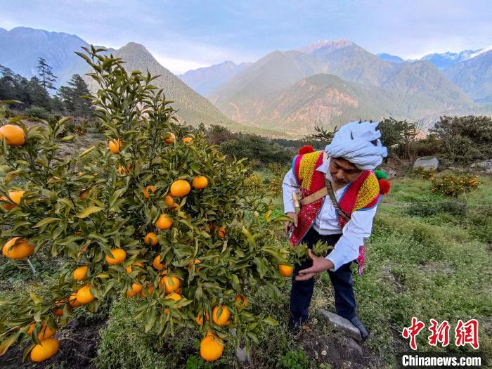 林芝下察隅鎮(zhèn)京都村101畝耙耙柑豐收?！〗w波 攝