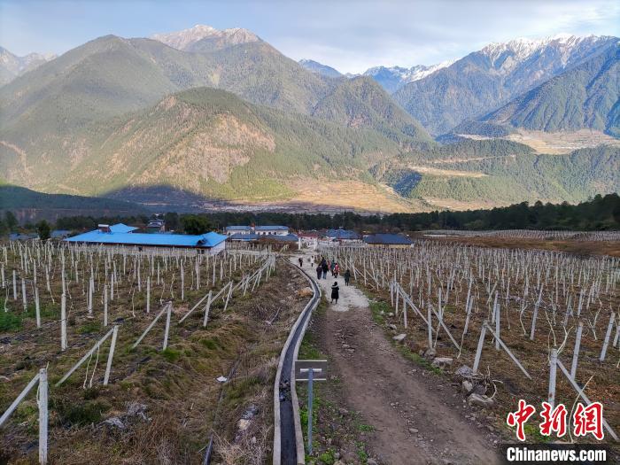 西藏林芝下察隅鎮(zhèn)的獼猴桃種植園?！〗w波 攝