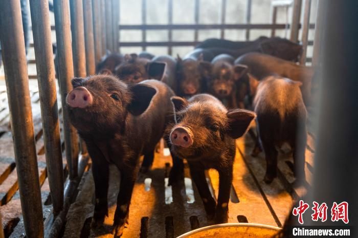 西藏林芝藏豬產(chǎn)業(yè)走上標(biāo)準(zhǔn)化、產(chǎn)業(yè)化之路