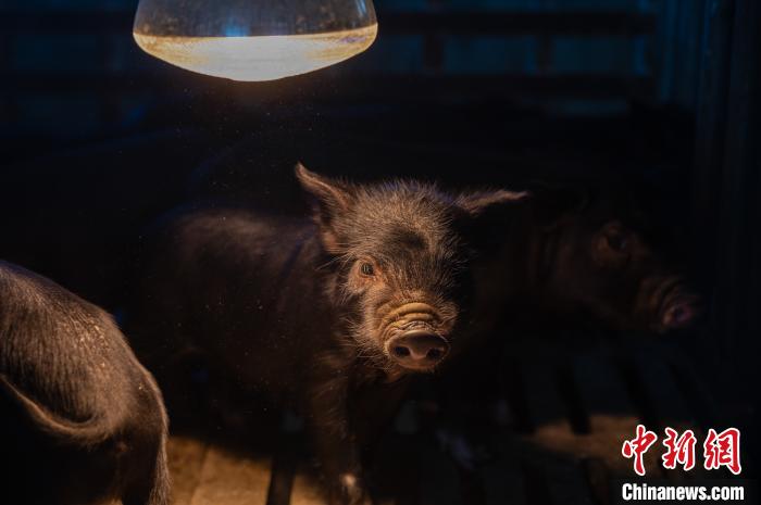 圖為藏豬被稱為“高原之珍”，以口感佳、營養(yǎng)價值高而聞名。　何蓬磊 攝