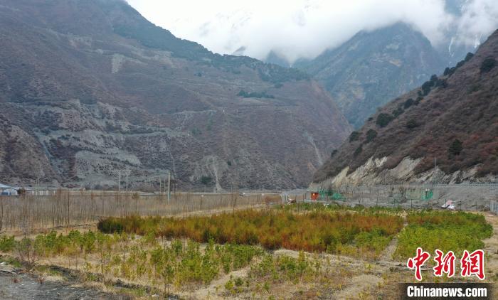 【幸?；ㄩ_新邊疆】山南隆子縣藏族小伙的“綠色夢想”