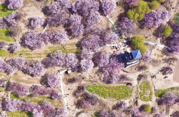 世外桃源！一組圖告訴你，西藏林芝桃花能有多美