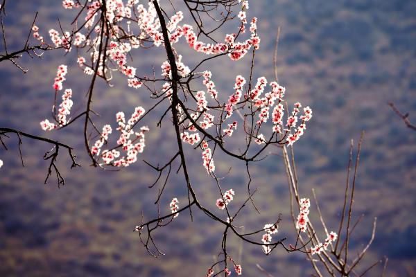 世外桃源！一組圖告訴你，西藏林芝桃花能有多美