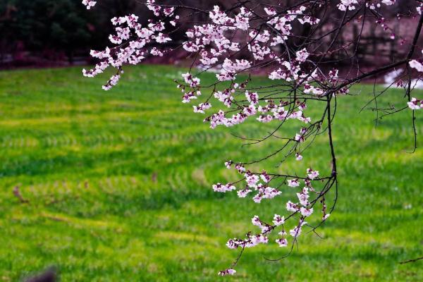 世外桃源！一組圖告訴你，西藏林芝桃花能有多美