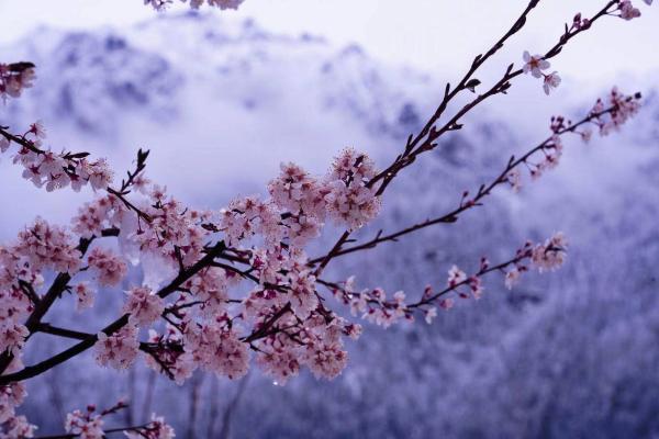 世外桃源！一組圖告訴你，西藏林芝桃花能有多美