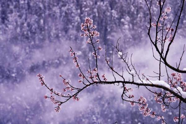 世外桃源！一組圖告訴你，西藏林芝桃花能有多美