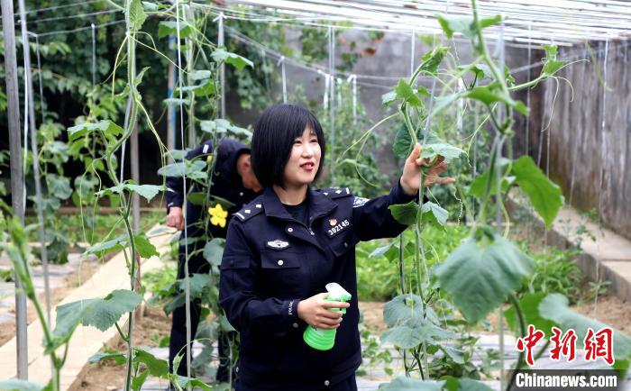 圖為李冬雪在溫室大棚里勞作?！∥鞑爻鋈刖尺叿罊z查總站供圖