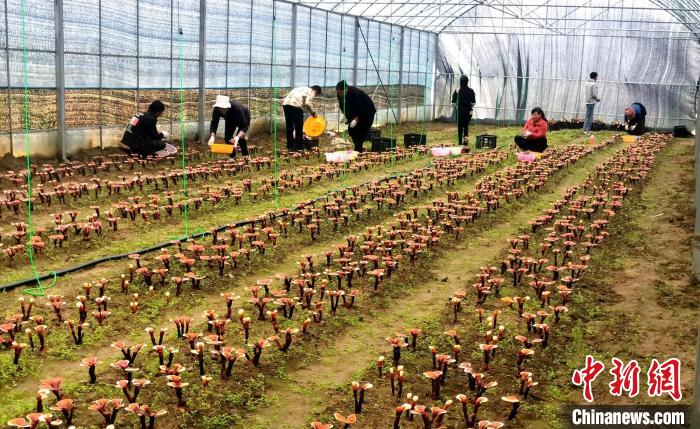 西藏米林“家庭農場”：引領種植產業(yè)助力鄉(xiāng)村振興