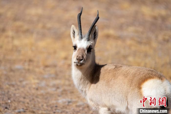 圖為西藏藏原羚，藏原羚是青藏高原特有種，也被稱(chēng)為西藏黃羊?！〗w波 攝