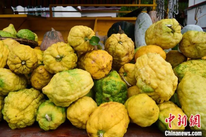 墨脫大檸檬，學名香櫞，和檸檬均為蕓香科植物。(<a target='_blank' href='/'><p  align=