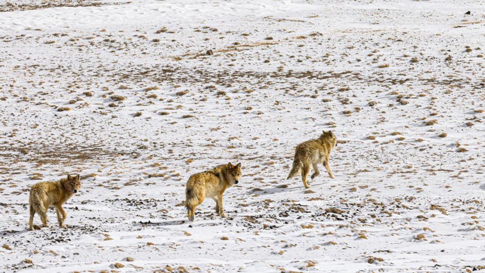 狼。金阿次仁攝