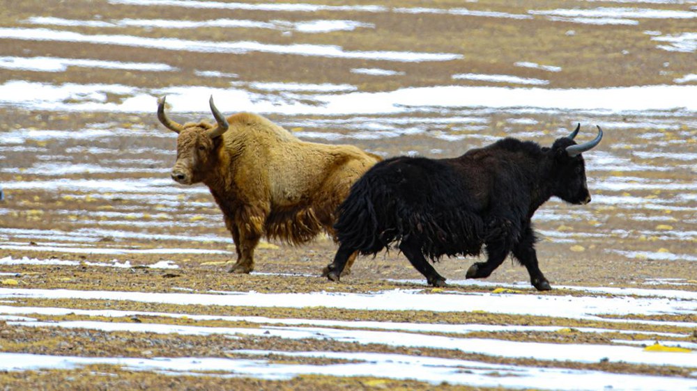 野牦牛。金阿次仁攝