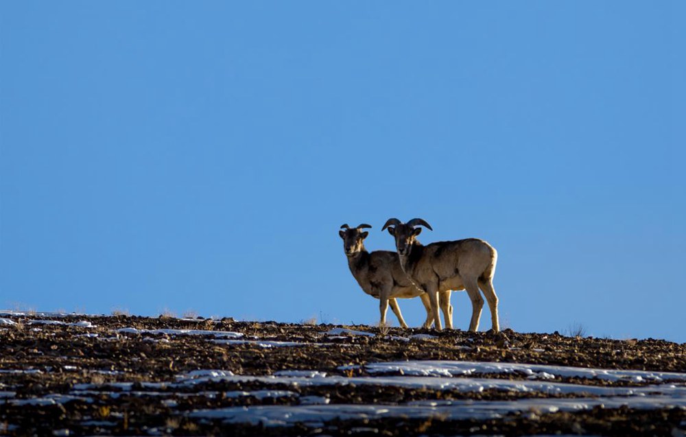 盤羊。金阿次仁攝