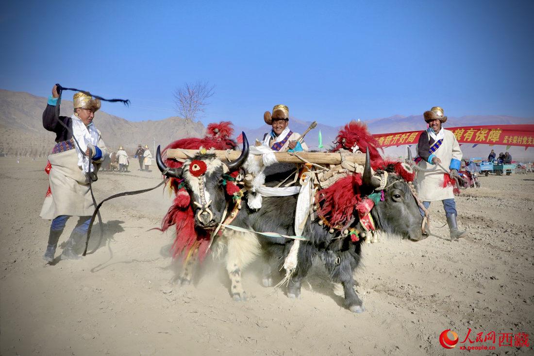 在過去漫長的歲月里，牦牛是農(nóng)耕的主力，“二牛抬杠”代表了一個時代。人民網(wǎng) 次仁羅布攝