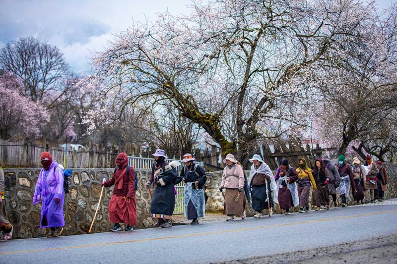 下雨了，漫步在桃花下的村民。張靜攝