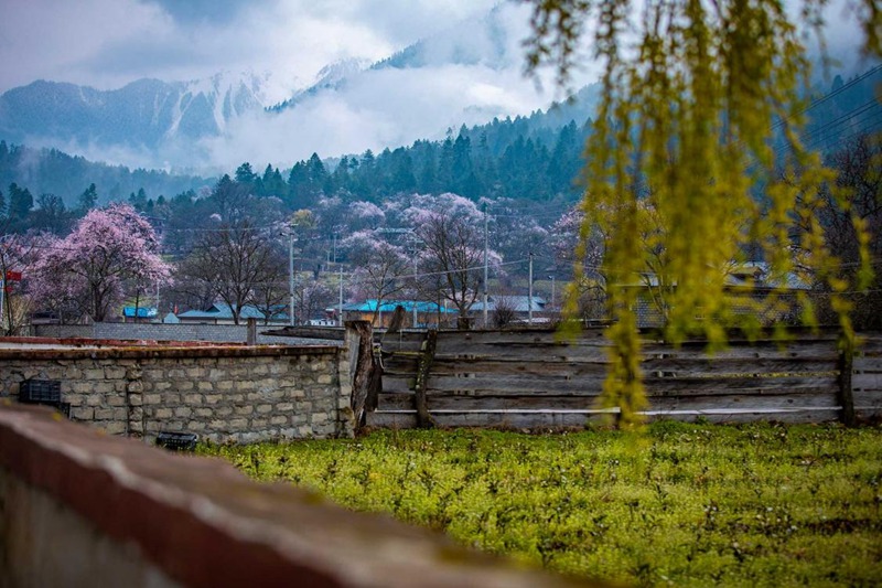 桃花深處的村莊。張靜攝