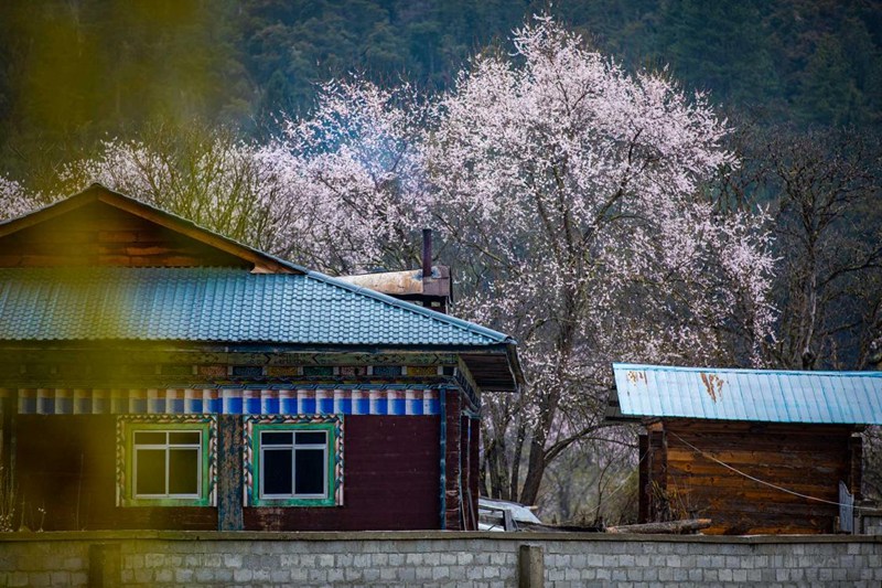 桃花掩映下的村莊。張靜攝