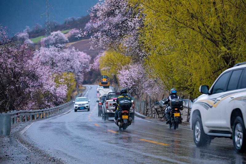 桃花林。張靜攝