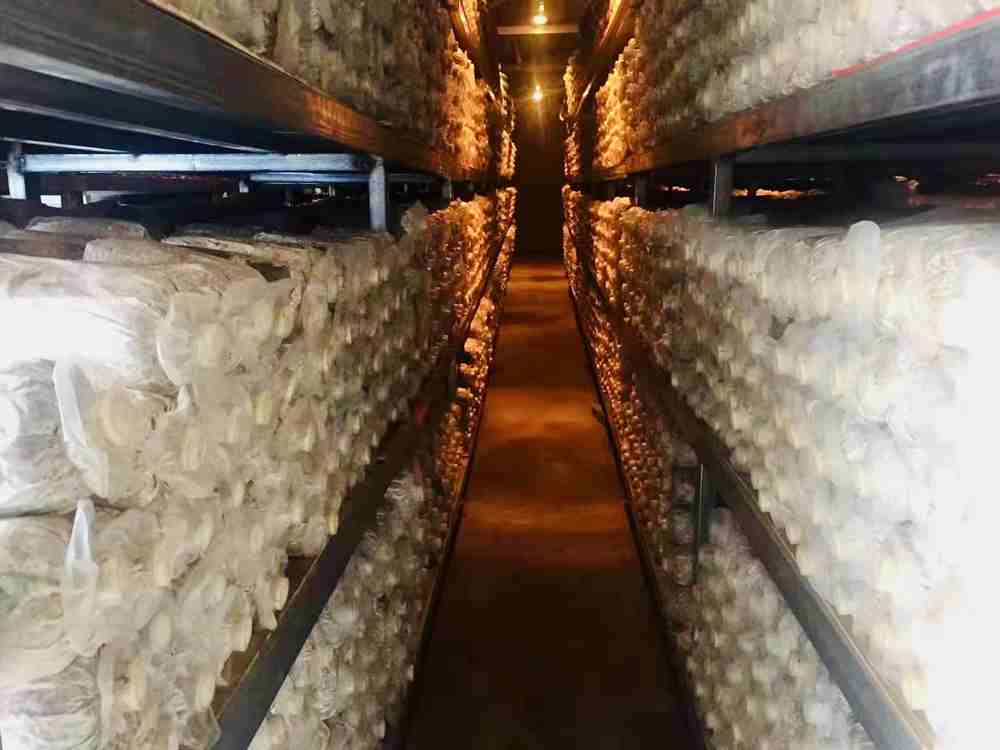 菌棒培育。索扎攝