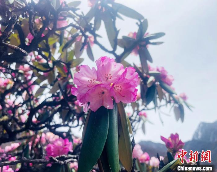近日，西藏自治區(qū)山南市加查縣索囊溝的杜鵑花競相綻放?！∪轿木?攝