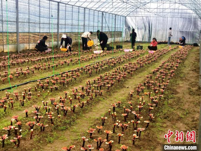 “四統(tǒng)一模式”助推西藏這個村靈芝豐產又豐收