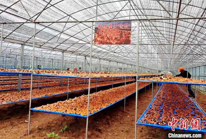 圖為紅太陽科技示范家庭農場采收的靈芝?！∑酱胪喙﹫D