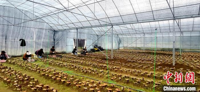 圖為紅太陽科技示范家庭農場組織民眾采收靈芝。　平措旺青供圖