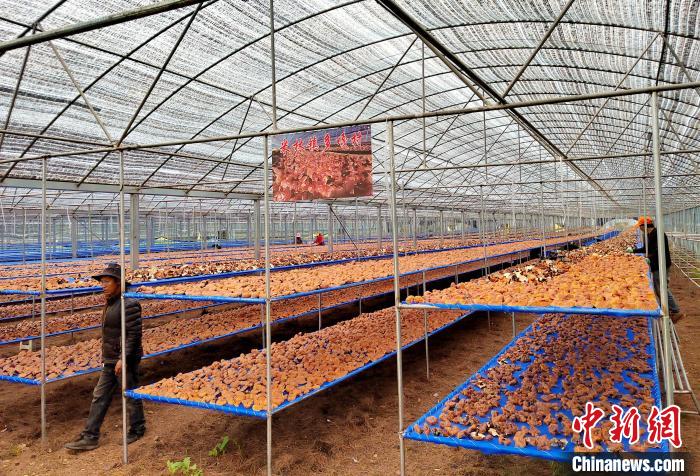 圖為紅太陽科技示范家庭農場采收的靈芝?！∑酱胪喙﹫D