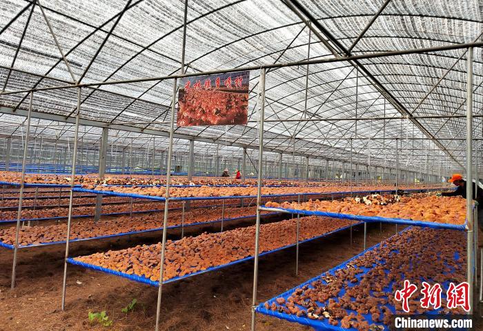 圖為紅太陽科技示范家庭農場采收的靈芝?！∑酱胪喙﹫D