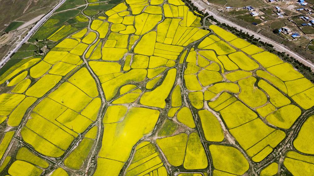 西藏墨竹工卡縣油菜農田。