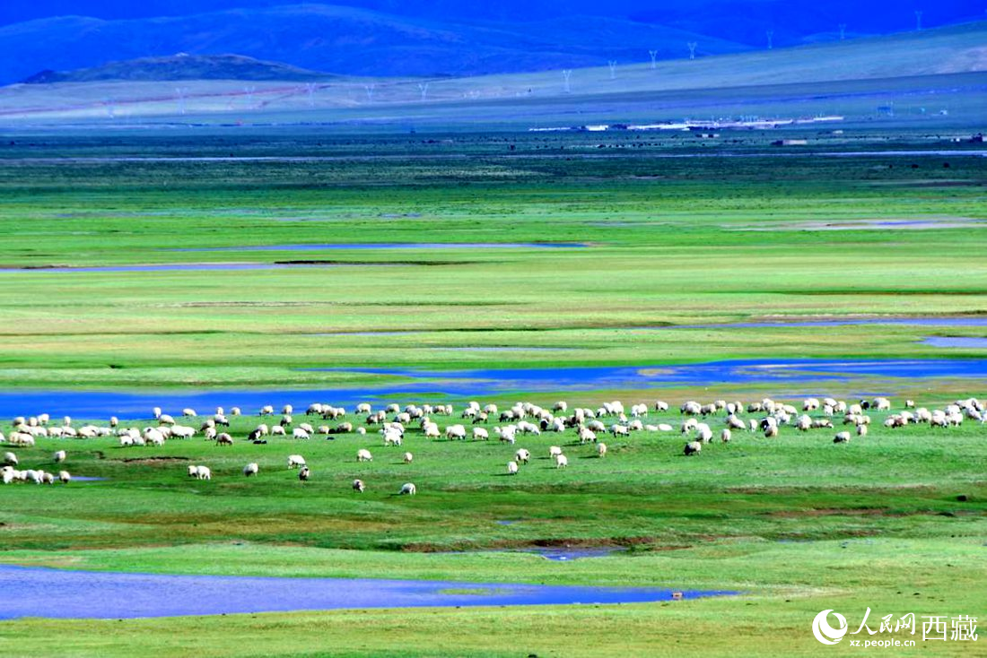 水草豐美的草原，牛羊悠閑覓食。人民網(wǎng) 李海霞攝