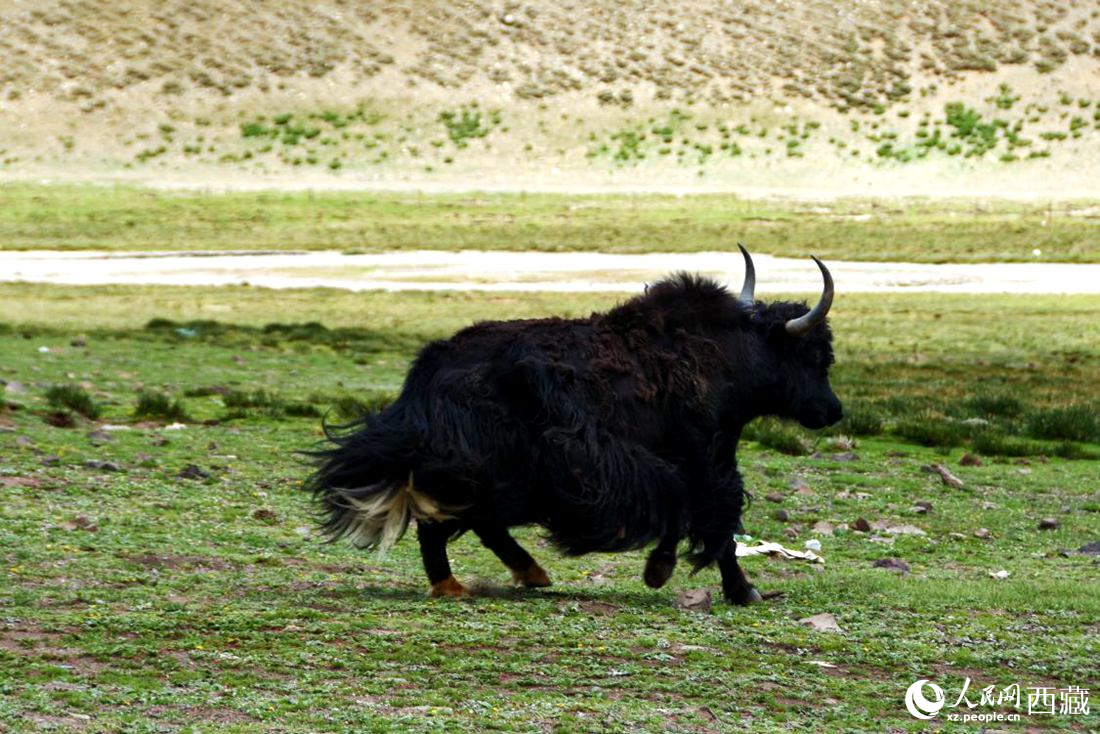 牦牛在草原撒歡兒。人民網(wǎng) 李海霞攝