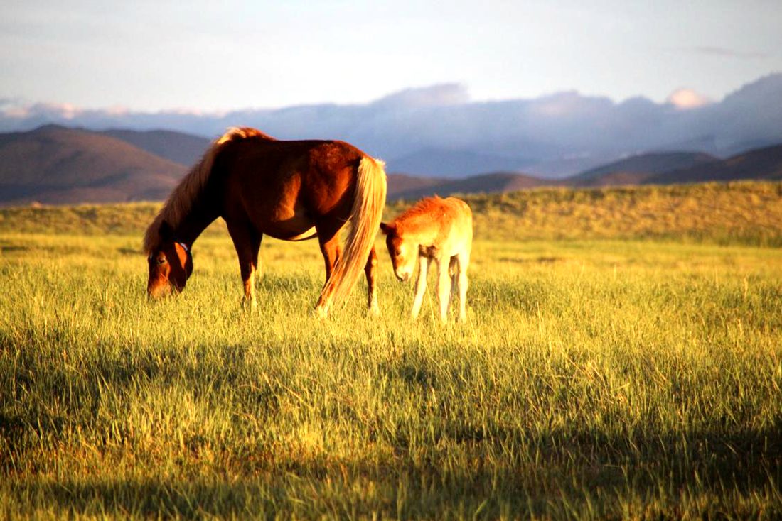 馬兒在草地上覓食。普布桑杰攝