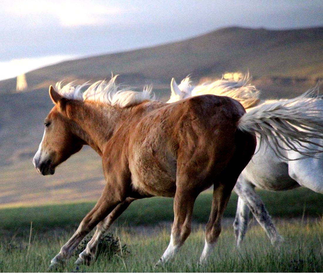 草原上奔騰的馬兒。普布桑杰攝