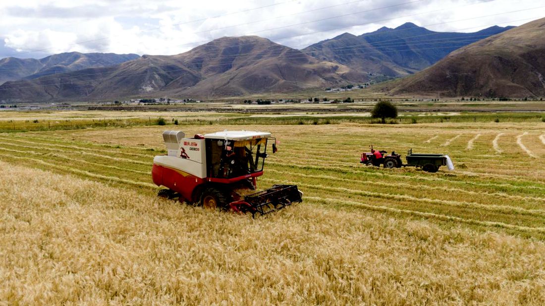 抗疫情、保秋收。洛克攝