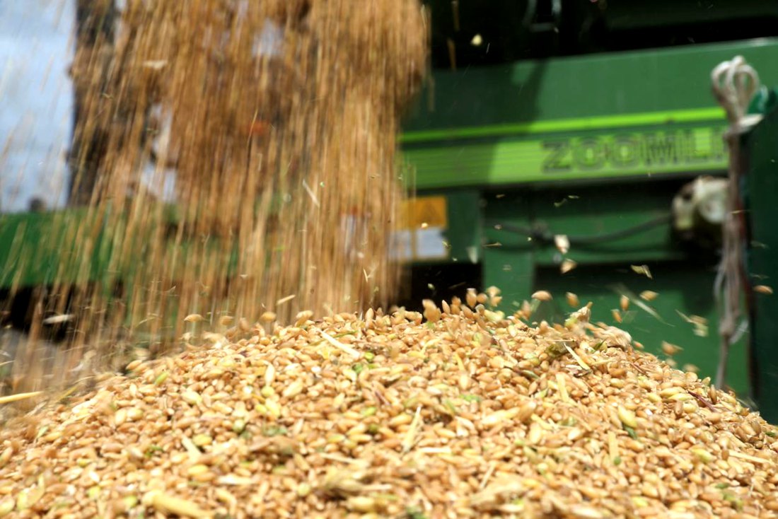 承載著希望的青稞，顆粒歸倉。洛克攝