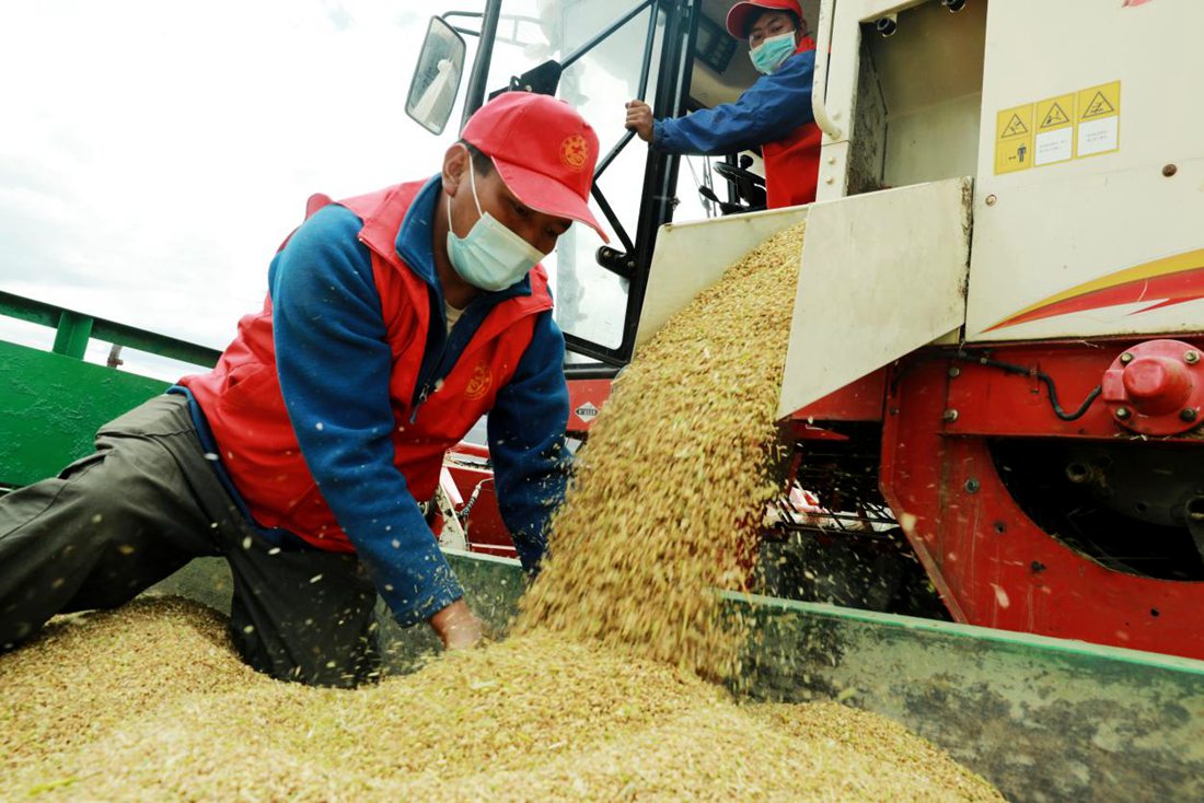疫情之下，志愿者是田間最美的風景。洛克攝