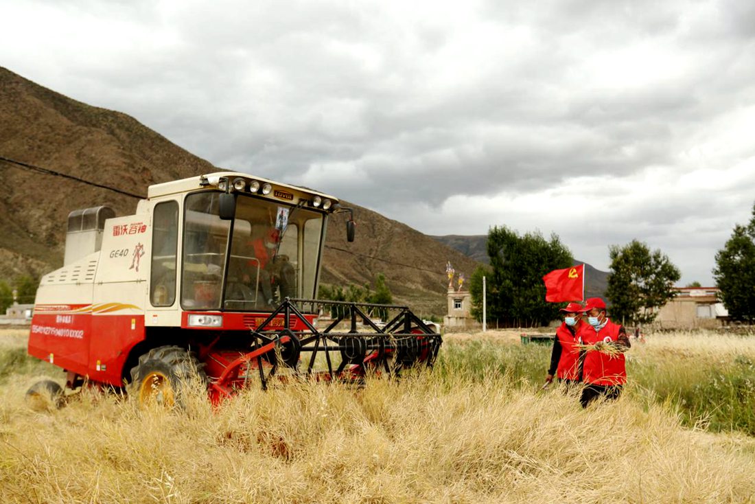 陣陣機械的轟鳴聲傳來豐收的喜悅。洛克攝
