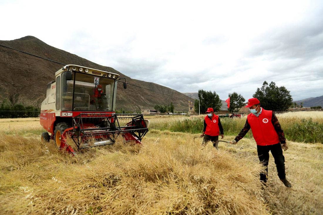陣陣機械的轟鳴聲傳來豐收的喜悅。洛克攝
