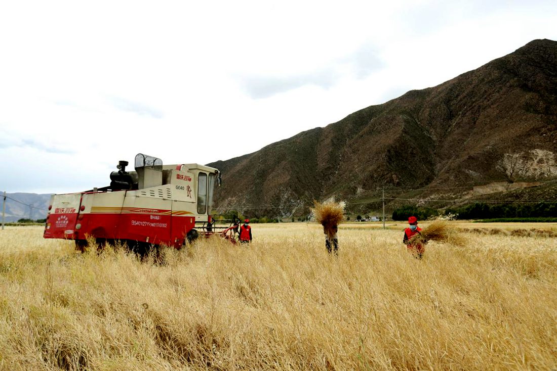 希望的田野。洛克攝