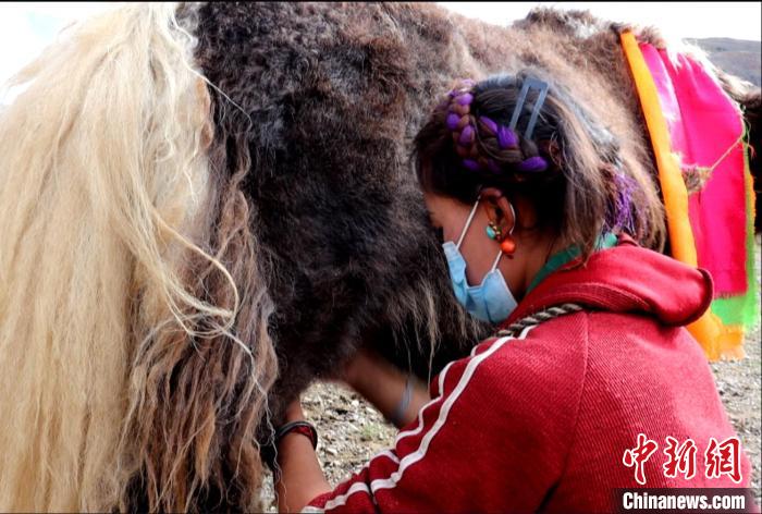 圖為牧民正在擠奶?！∪湛t文聯(lián)供圖