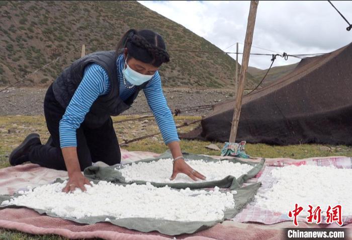 圖為牧民正在制作奶渣?！∪湛t文聯(lián)供圖
