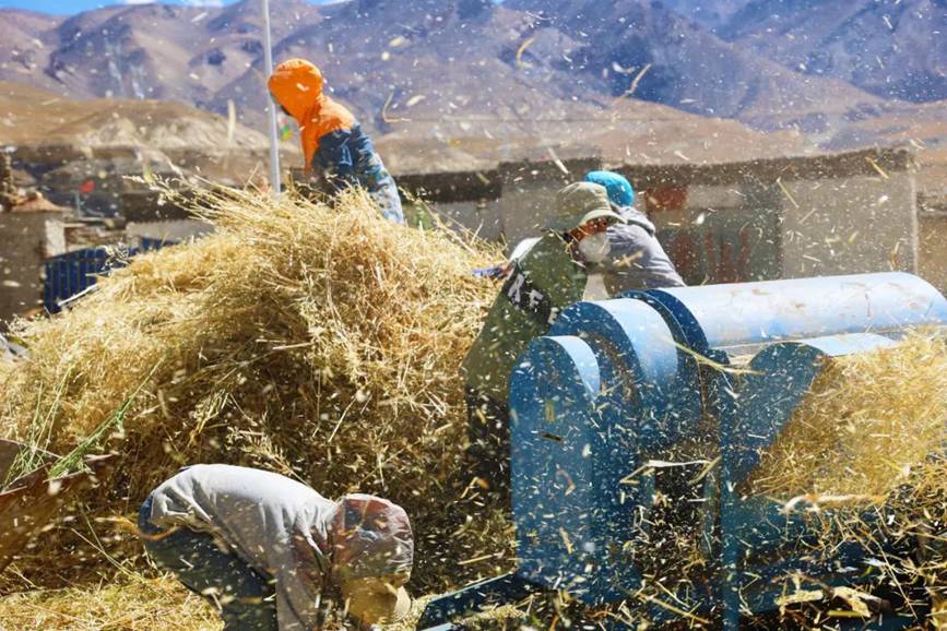 西藏吉?。簬愠两襟w驗(yàn)秋收打場(chǎng)