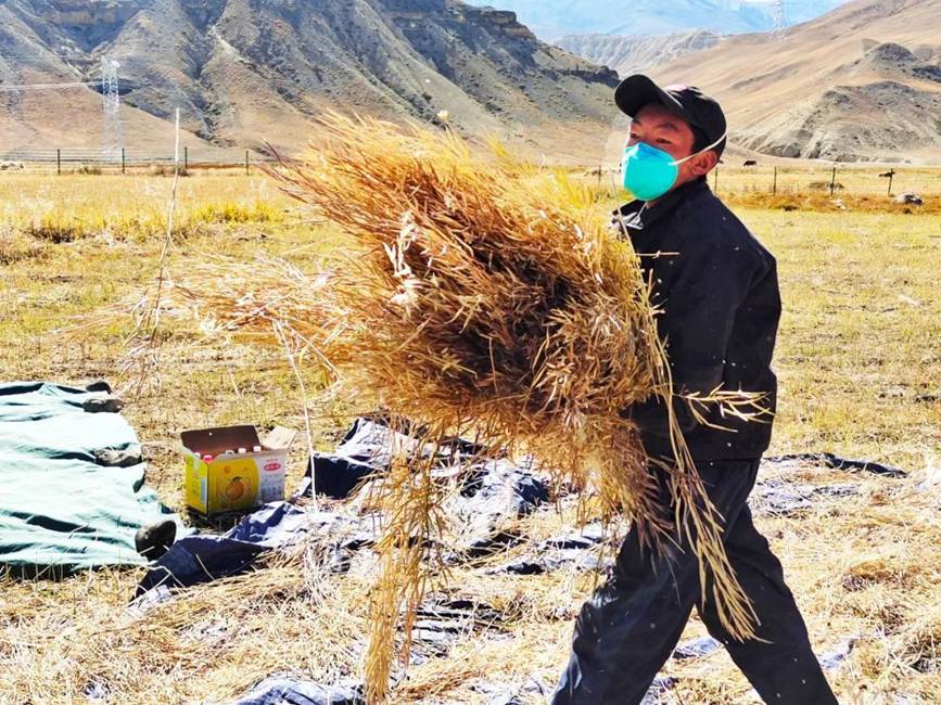 西藏吉?。簬愠两襟w驗(yàn)秋收打場(chǎng)【2】