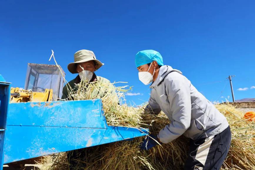 西藏吉?。簬愠两襟w驗(yàn)秋收打場(chǎng)【4】