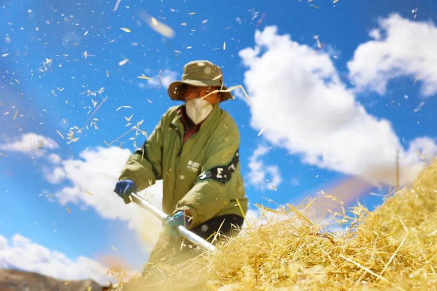 西藏吉?。簬愠两襟w驗(yàn)秋收打場(chǎng)【5】