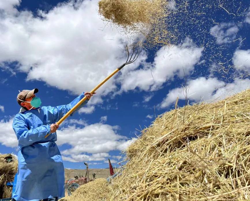 西藏吉?。簬愠两襟w驗(yàn)秋收打場(chǎng)【6】