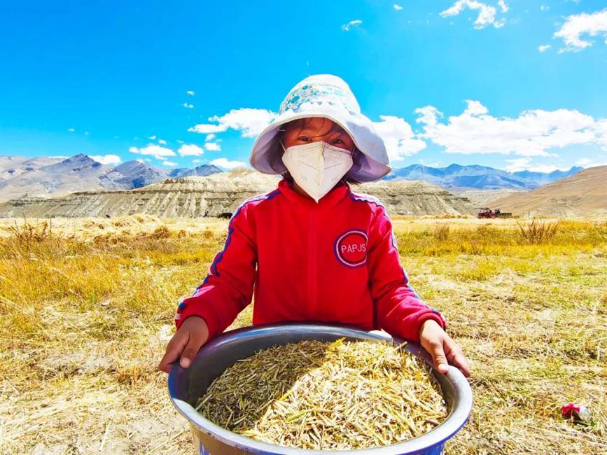 西藏吉?。簬愠两襟w驗(yàn)秋收打場(chǎng)【9】